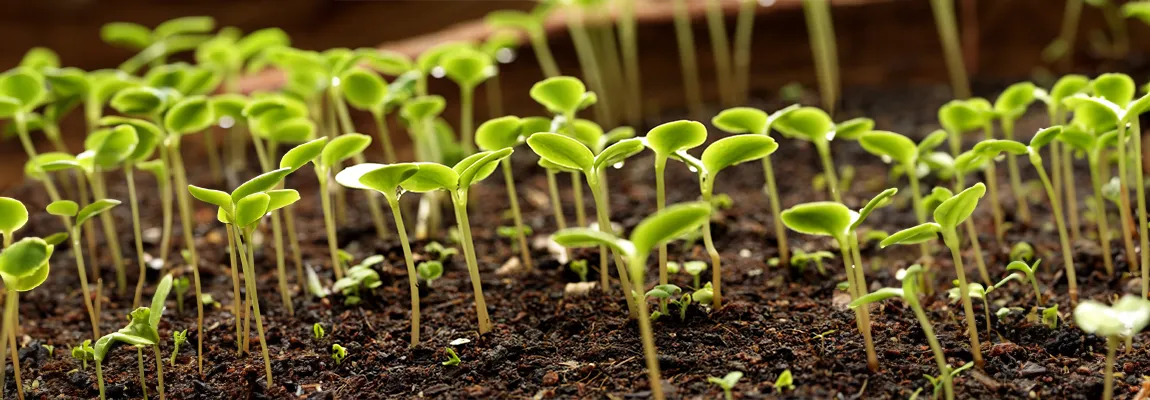 Результативність стимулятора SeedStim